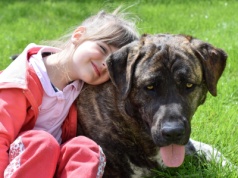 Psiecko zamiast dziecka? Wprost przeciwnie! Psy sprzyjają rodzicielstwu