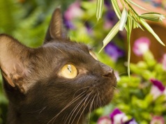 Pięć przepięknych ras zostało uznanych za koty narodowe