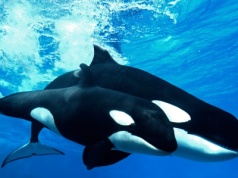 Morskie ssaki zawarły zaskakujący sojusz. Efekty od razu widać