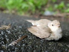 Ptaki wpadają w panikę po eksplozji fajerwerków. Stres trwa nawet 10 dni