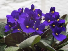 Fiołek nie chce kwitnąć? Wystarczy mała zmiana, by obsypał się pąkami