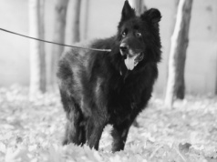 Byron biega już bez bólu. Nie zapominajcie o starszych psach