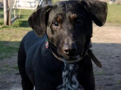 Nie dla fajerwerków w Sylwestra! – apel Krakowskiego Stowarzyszenia Obrony Zwierząt