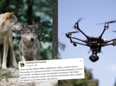 Drony okazały się ciekawym narzędziem do badania populacji wilka
