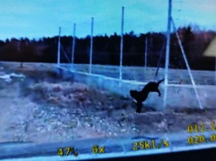 Chwile grozy przy S7. Pies zawisł na ogrodzeniu