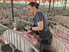 Jak potwierdzić ciążę u loch wykorzystując USG i grubość słoniny grzbietowej? Zootechnik radzi!