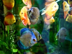 Akcesoria akwarystyczne – Czego potrzebujesz i gdzie szukać?