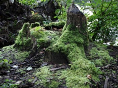 Dlaczego warto chodzić do lasu zimą? Zajrzeliśmy do serca Borów Tucholskich