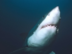 Zaginęła przy plaży kilka dni temu. Ratownicy natrafili na ciało