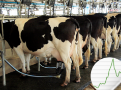 Ceny mleka w dół. Najgorsze dopiero przed nami?