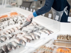 Dorsz, śledź i makrela w kryzysie. Klimat dosięga także ryby