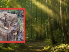 Leśnicy pokazali, co zauważyli na pniach drzew. "To nie peruka"
