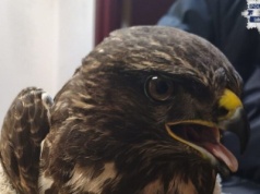 Gigantyczny ptak walczył o życie – mieszkańcy ruszyli z pomocą!