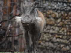 Na koniec roku warto wybrać się do zamojskiego zoo. Wstęp jest bezpłatny