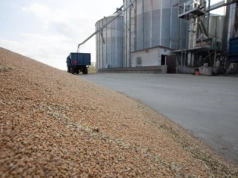 Jakie ceny zbóż po Świętach? SONDA 29 grudnia 2025