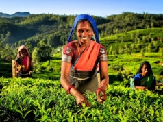 Rainbow lata już z Gdańska do Kenii i Sri Lanki. „Zainteresowanie rośnie”