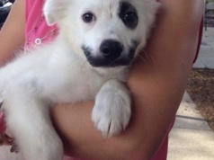 Te słodkie zwierzaki sprawią, że zakochasz się w nich