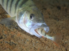 Padł rekord Polski. Wędkarz: Ryba miała niespotykane kształty