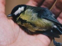 Świętuj bez fajerwerków – apel OTOZ Animals i warszawski patrol dla zwierząt