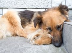 Mówi, jak pomóc psu w sylwestra. "To może bardzo pogłębić lęk"