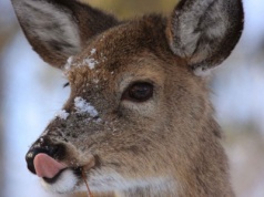 Hodowla jeleni na Białołęce -niezwykła ostoja zwierząt w granicach Warszawy