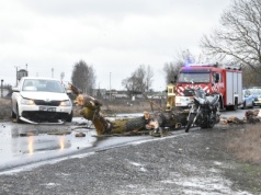 38-latka najechała na leżący konar, a ten z impetem uderzył w 59-latka