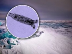 „Robaki zombie” z Syberii. Naukowcy przywrócili do życia organizmy sprzed 24 tys. lat