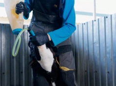 Siara u cieląt – jakość, czas podania i zdrowie krowy decydują o odporności