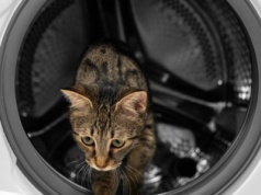 Kot przeżył cykl prania. "Spojrzałam na drzwiczki pralki i zobaczyłam ogon"