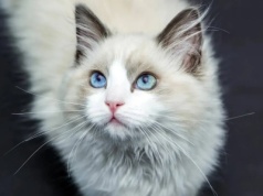 Włączyła pranie na godzinę. Z kotem uwięzionym w środku