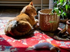 Kot przetrwał godzinę w pralce. Walczyli o jego życie całą noc