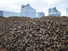 Buraki cukrowe pod lupą. Rolnicy kwestionują rozliczenia z cukrowni