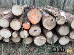 Tanie drewno z lasu? Ten jeden trik u leśniczego może obniżyć cenę nawet o 50%