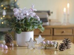 Co zrobić, gdy cyklamen opada? Poznaj proste triki ogrodników, dzięki którym odzyska blask