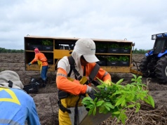 Rafał Woś: Wojna o Mercosur - unijne rolnictwo tuż przed dekapitacją