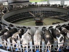 Rynek mleka w 2025 r. Od stabilizacji do narastającego kryzysu