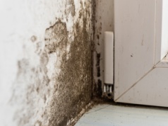 Stworzyli elektroniczny nos. Wykryje grzyba na ścianie, zanim go zauważysz