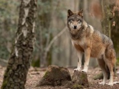 Boją się wilków, wystąpili o odstrzał. Jest decyzja