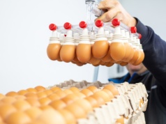 Paradoks rynku jaj w Polsce. Wysokie ceny to dopiero początek problemów