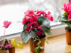 Zrób to z cyklamenem zimą. Sąsiadki pozazdroszczą ci kwiatów