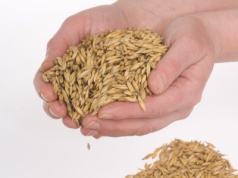 Jedno ziarno, cały plon. Dlaczego wybór materiału siewnego ma dziś kluczowe znaczenie