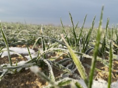 Porozmawiamy o strategii ochrony roślin na 2026 rok i o prognozach cen