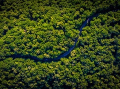 Nowy klimat, nowe reguły. Amazonia wchodzi w reżim, którego Ziemia nie pamięta