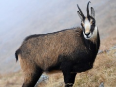 Trudny czas dla kozic. Teraz są narażone najbardziej