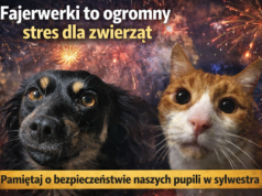 Sylwester bez huku — dlaczego to ważne nie tylko dla ludzi, ale przede wszystkim dla zwierząt