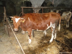 Nowe ogniska choroby niebieskiego języka. GLW potwierdza kolejne przypadki