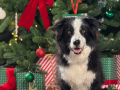 Prezenty pod choinką znalazły także zwierzęta. Święta napędzają rynek pet care w Polsce