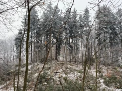 Zamek na pograniczu Gór Stołowych i Gór Bystrzyckich został wybudowany na skale