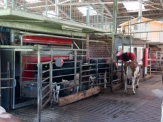 Jak uzyskać 40 kg mleka od krowy? Ponad 1000 robotów udojowych Lely w polskich oborach