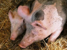 Czas na dokonanie spisu stada świń dobiega końca